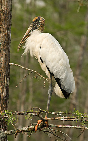 Wood Stork on Perch