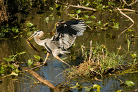The Catch