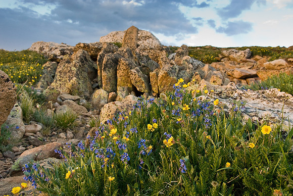 Wildflowers at Sunset 1