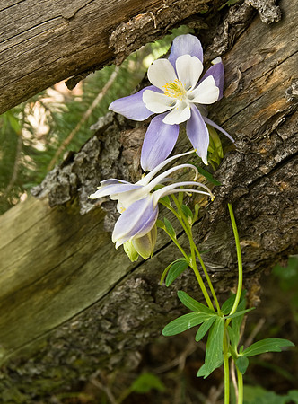 Columbine