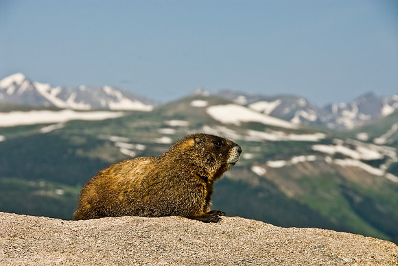 Marmot