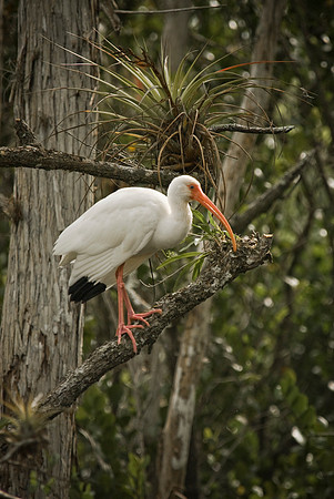 Egret on Perch