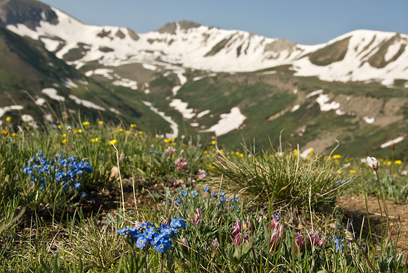 Wildflowers at Sunrise 2