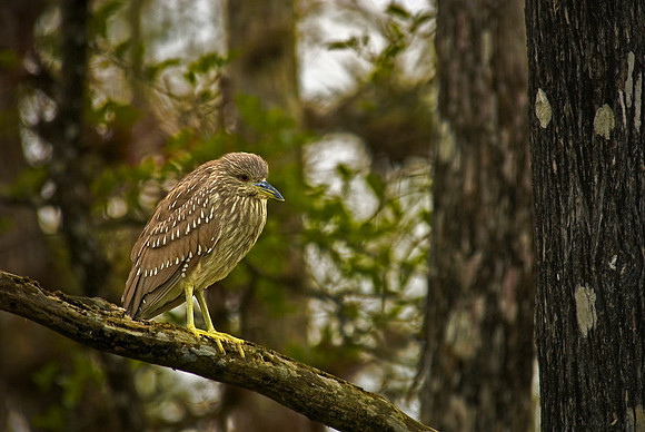 Night Heron