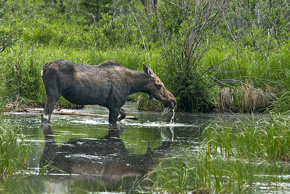 Moose Drinking