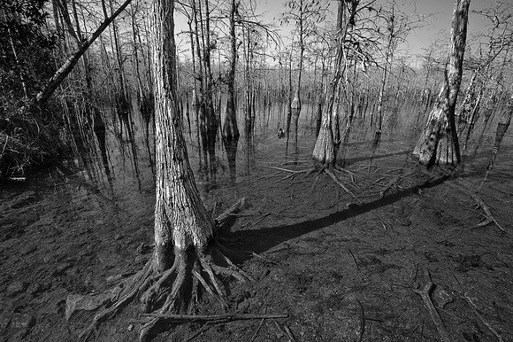 Winter Cypress