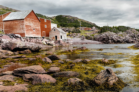 Plate Cove East, Nfld