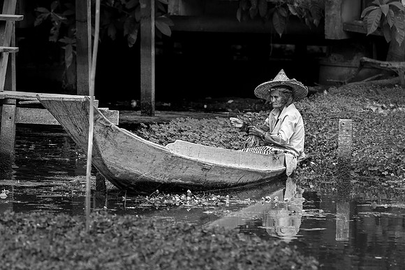 Picking Water Hyancinth Blooms, Thailand