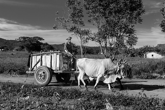 The Oxcart, Myanmar