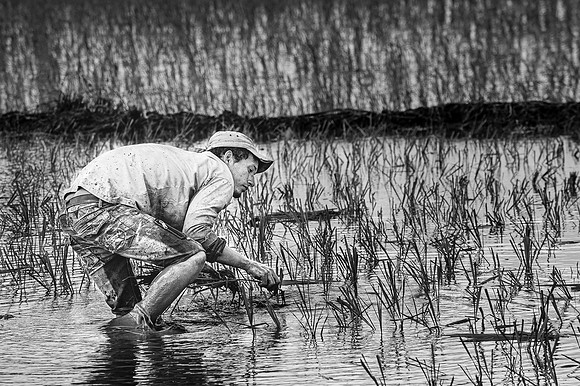 Planting the Rice, Cienfuegos, Cuba