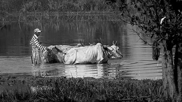 Rice Farming, Myanmar