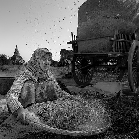 The Rice Winnower, Myanmar