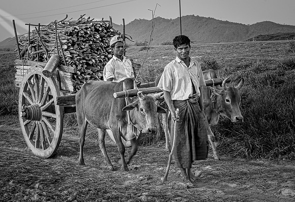 Taking Firewood to Market, Myanmar