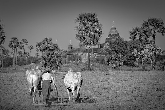 Plowing The Fields, Myanmar