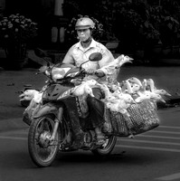 Taking Geese to Market, Vietnam
