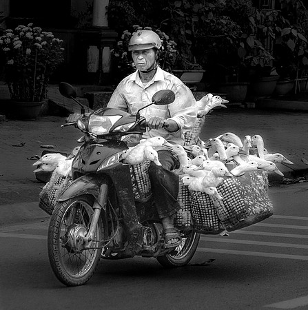 Taking Geese to Market, Vietnam