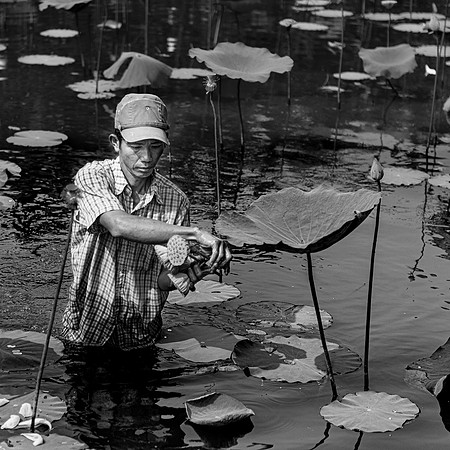 Harvesting Lotus Blossomes, Vietnam