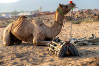 Pushkar Camel Festival
