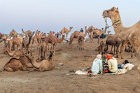 Pushkar Camel Festival