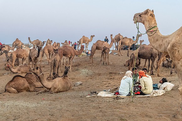 Pushkar Camel Festival
