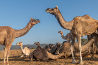 Pushkar Camel Festival
