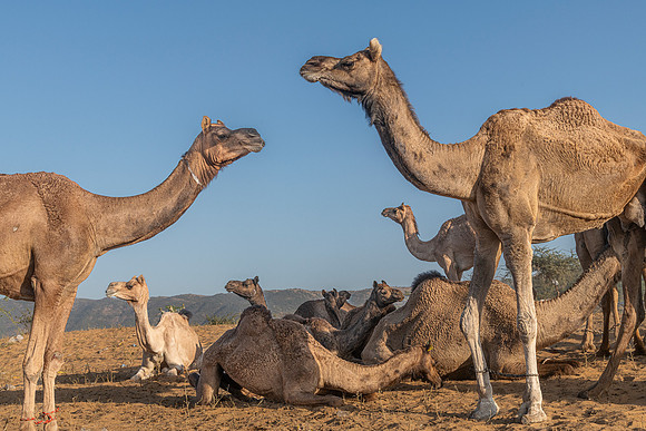 Pushkar Camel Festival