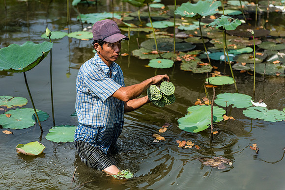 Harvesting Lotus - near Shanghai