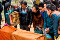 Buying Birds at Market - North Vietnam
