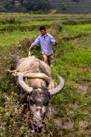 Farming in North Vietnam