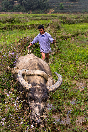 Farming in North Vietnam