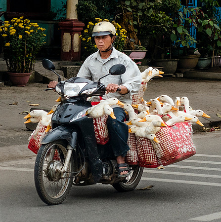 Taking Geese to Market - Vietnam