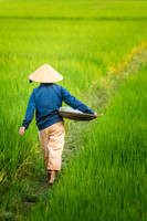 Rice Paddy - Hoi An