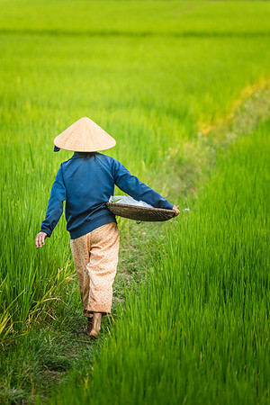 Rice Paddy - Hoi An