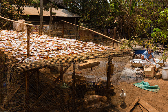 Drying Fish - Cambodia