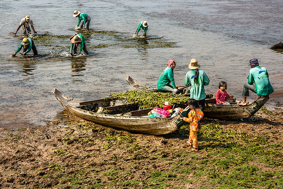 Harvesting Water Hyacinth near Siem Reap, Cambodia