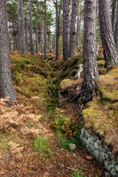 Loch an Elein Forest