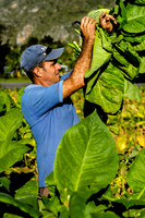 Harvesting the Tobacco, Vinales, Cuba