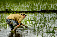 Planting the Rice, Cienfuegos, Cuba