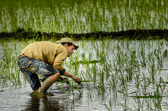 Planting the Rice, Cienfuegos, Cuba
