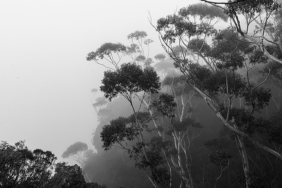 Foggy Day, Katoomba, NSW