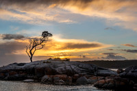 Lone Tree, Binalong Bay, Tasmania