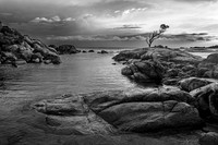 Lone Tree 3 B/W version, Binalong Bay, Tasmania