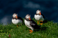 Three Amigos, Mykines, Faroe Islands