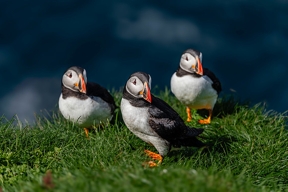 Three Amigos, Mykines, Faroe Islands