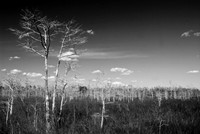 Florida Everglades
