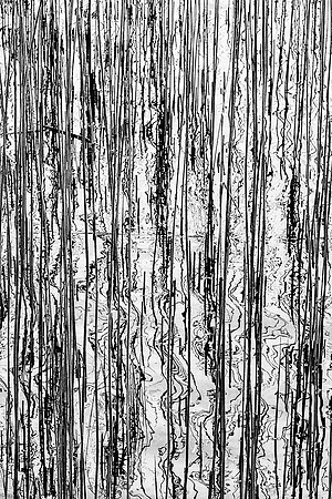 Reeds Abstracted--Edit