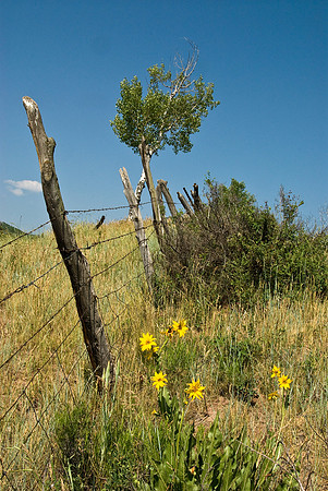 Wildflowers on Fence