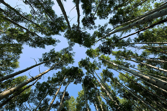 To The Sky