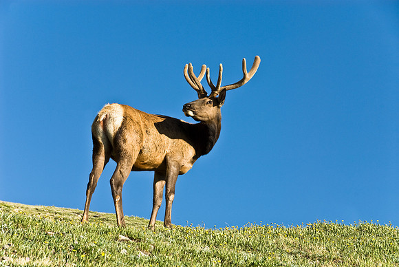 Majestic Elk