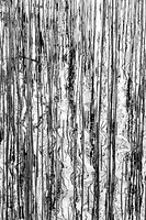 Reeds Abstracted